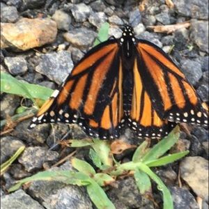 Meet your Posher, Caroline